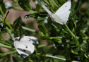 Pieris rapae